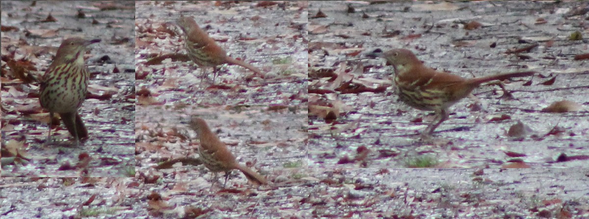 דשוש חום - ML644626848