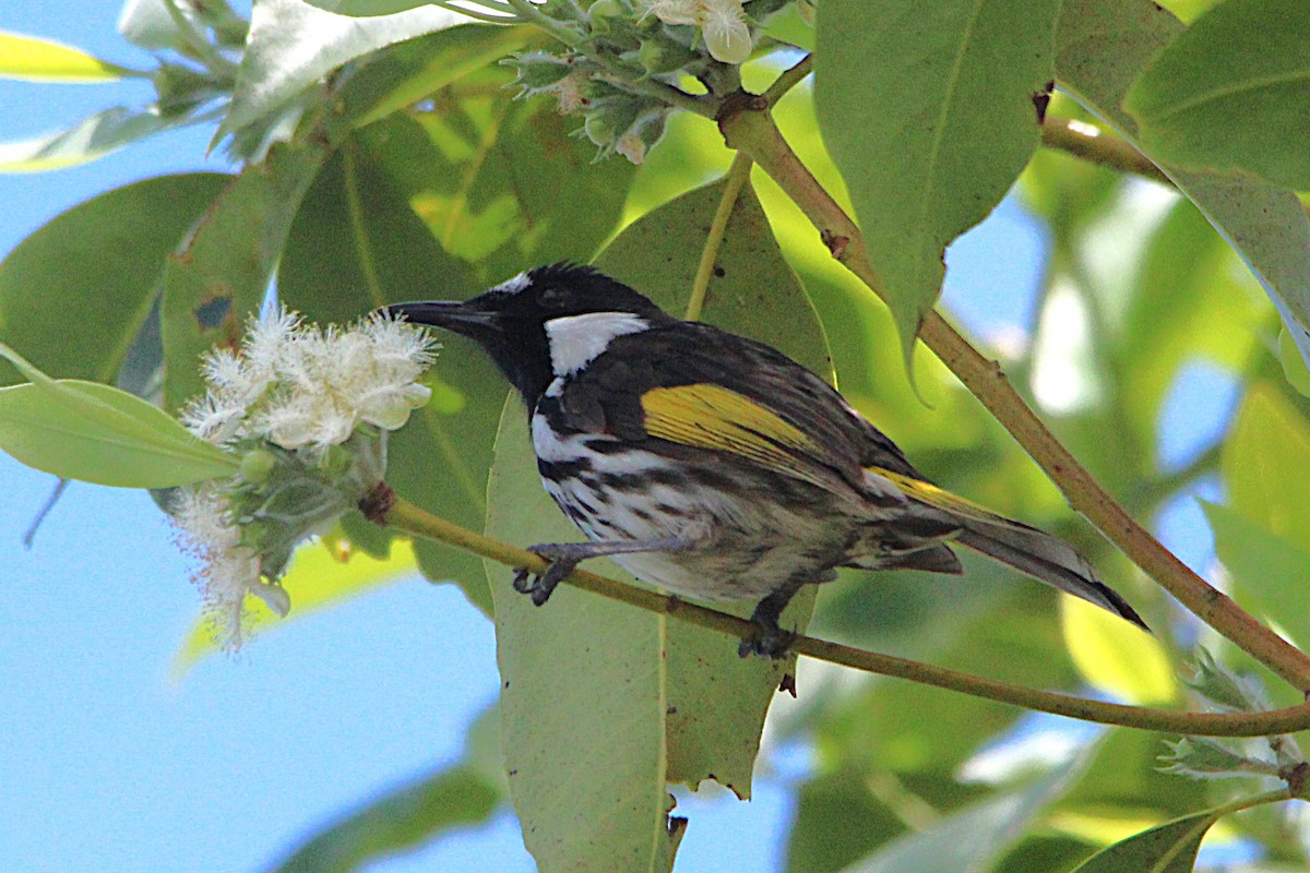 ホオジロキバネミツスイ - ML644626866