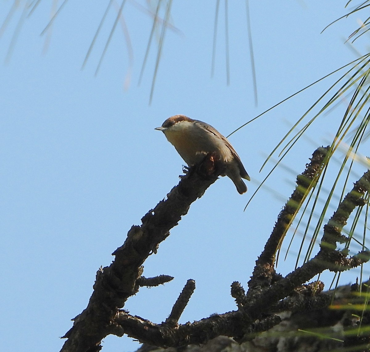 Sittelle à tête brune - ML644626872