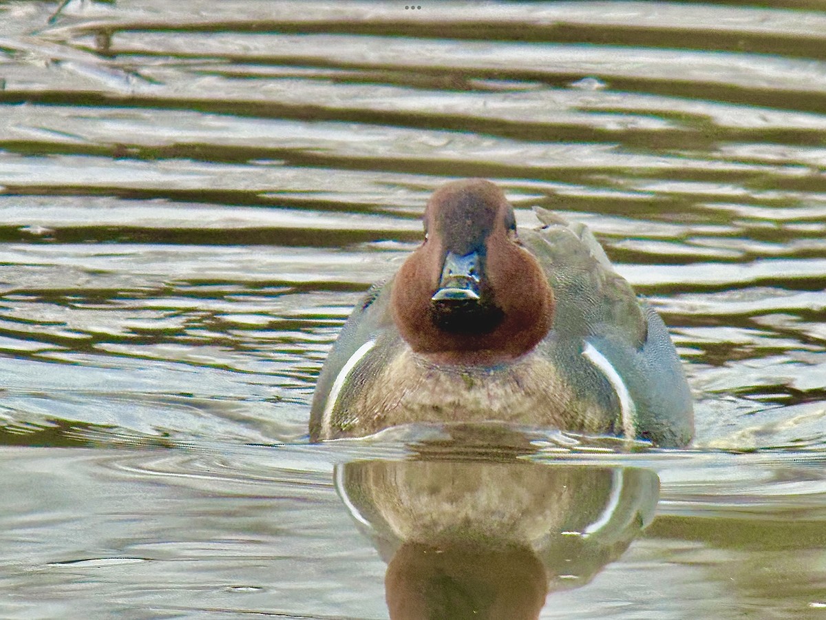 Green-winged Teal - ML644626880