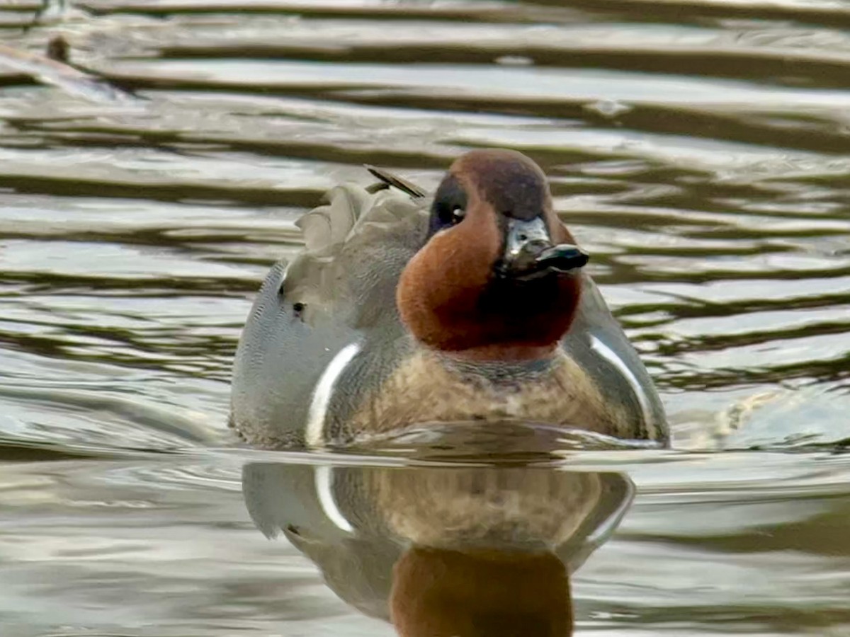 Green-winged Teal - ML644626881