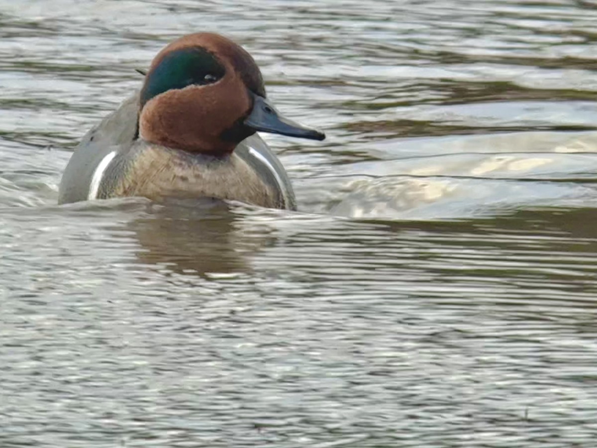 Green-winged Teal - ML644626882