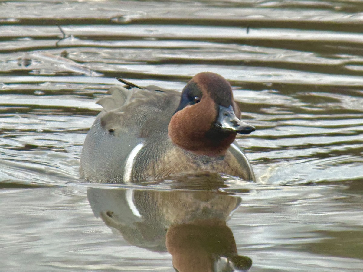 Green-winged Teal - ML644626883
