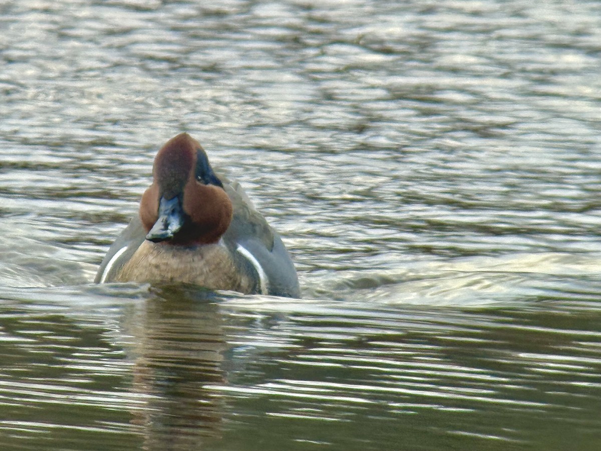 Green-winged Teal - ML644626884