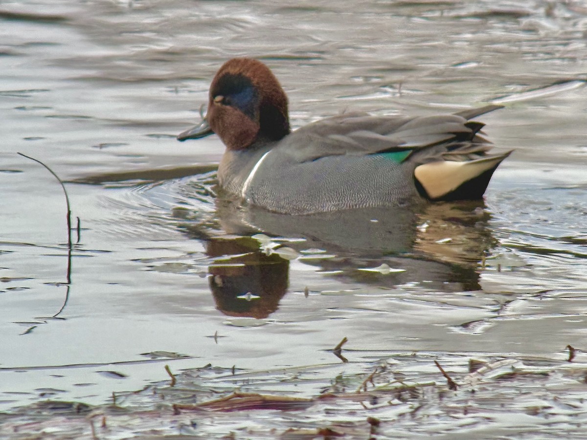 Green-winged Teal - ML644626886
