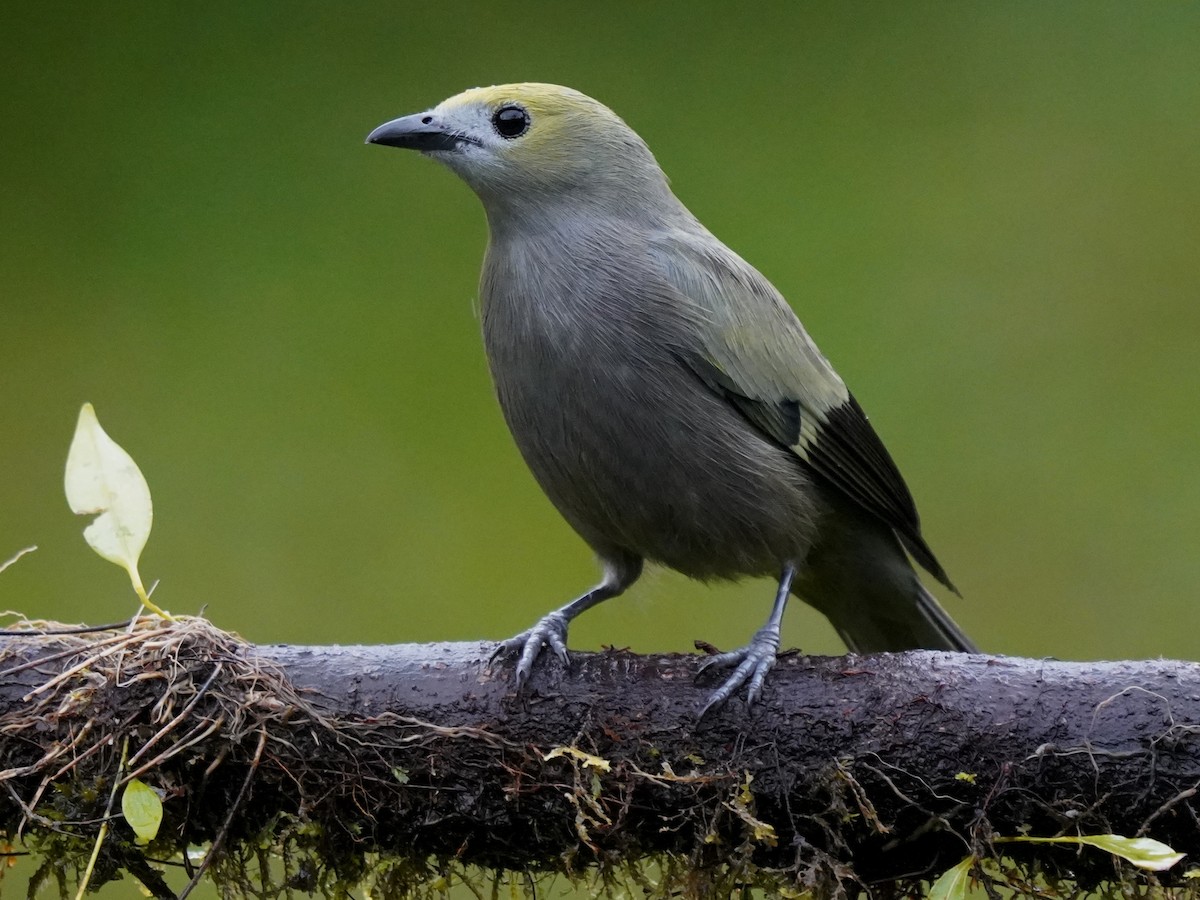 Palm Tanager - ML644626918