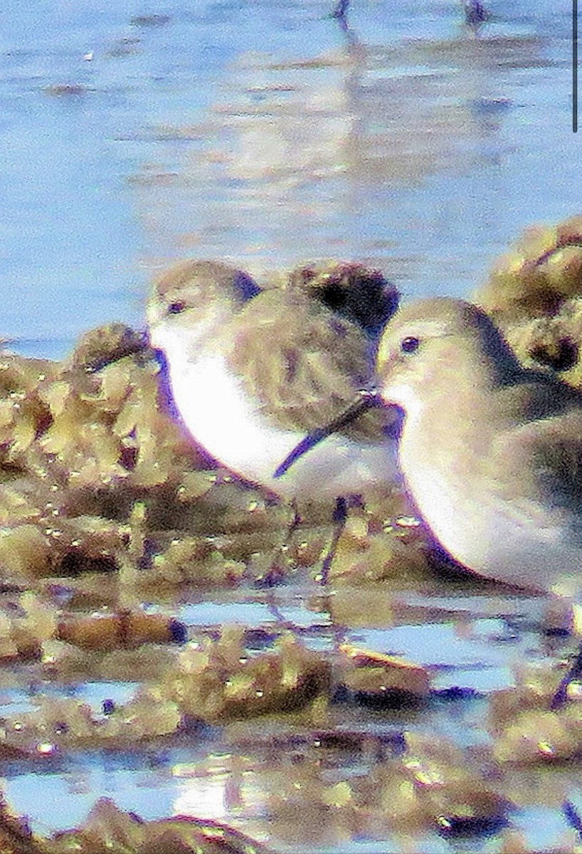 Correlimos sp. - ML644626920