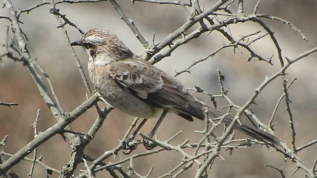Long-tailed Mockingbird - ML644626930