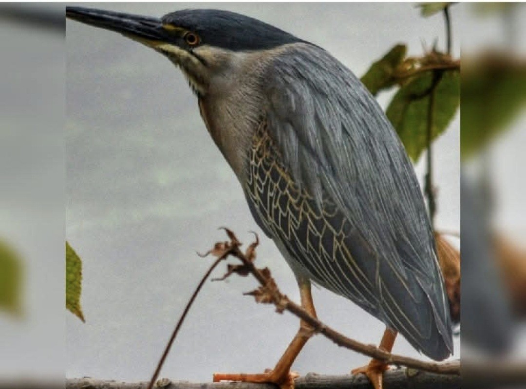 Striated Heron - ML644626933