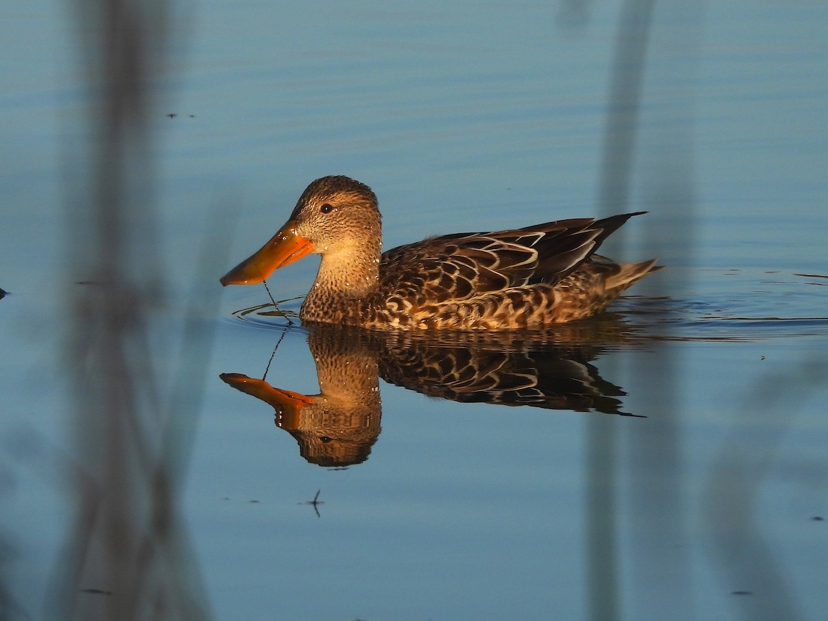 Northern Shoveler - ML644626934