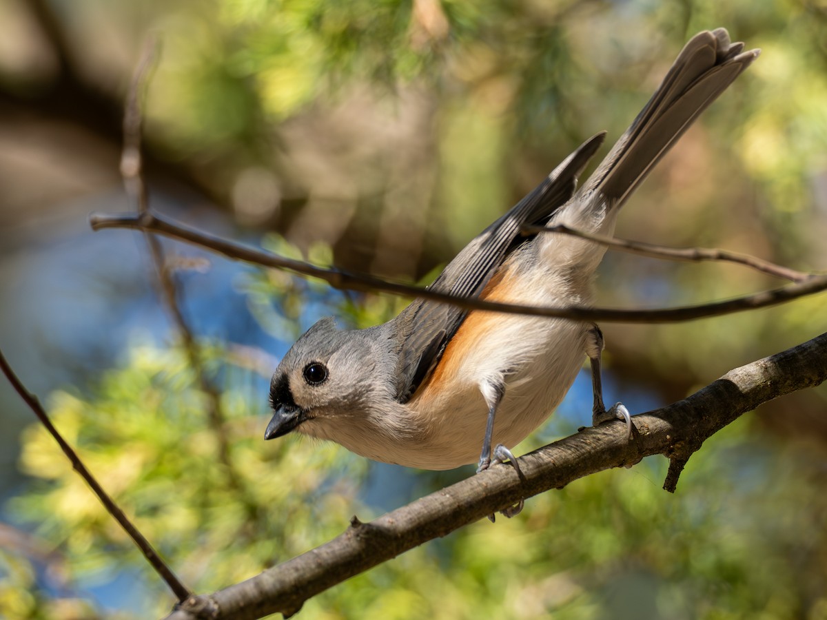 Tufted Titmouse - ML644626935