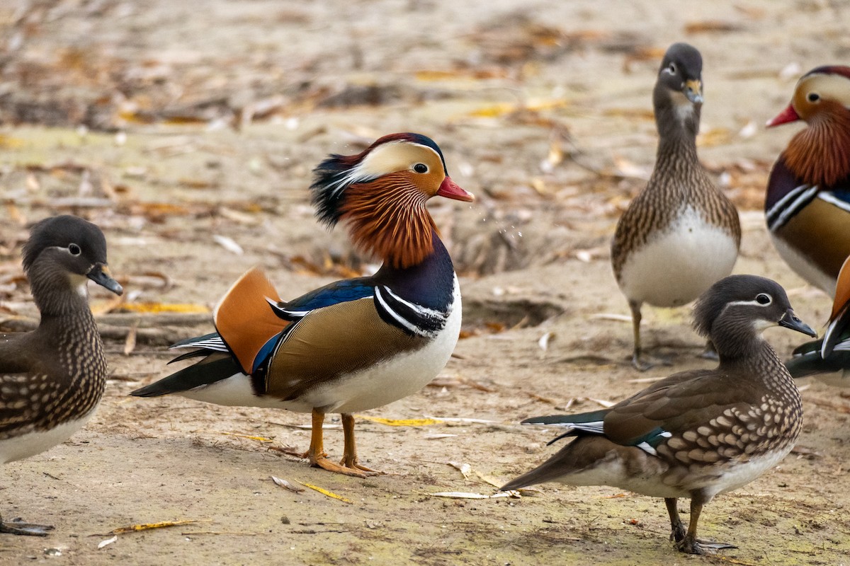 Mandarin Duck - ML644626938