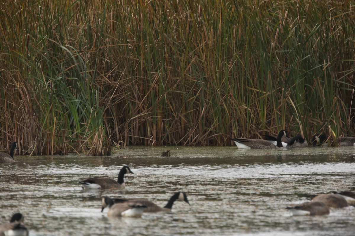 Branta kanadar handia - ML644626944
