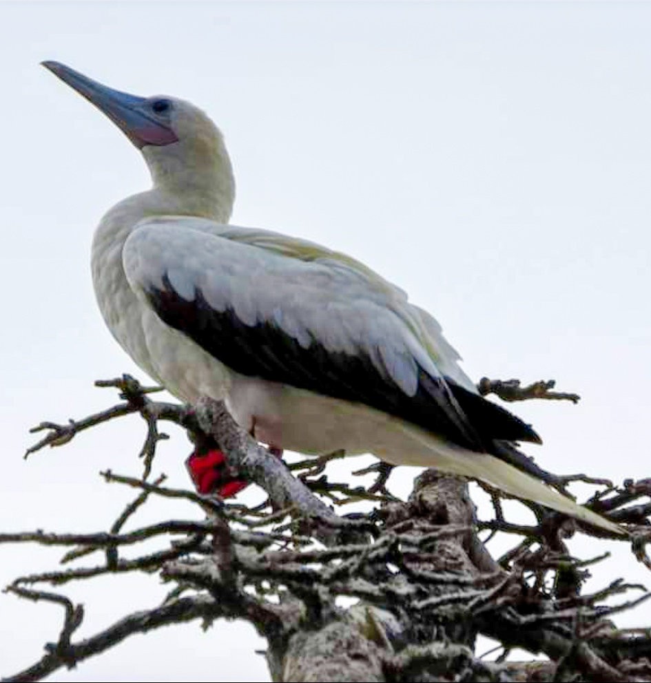 Сула червононога - ML644626945