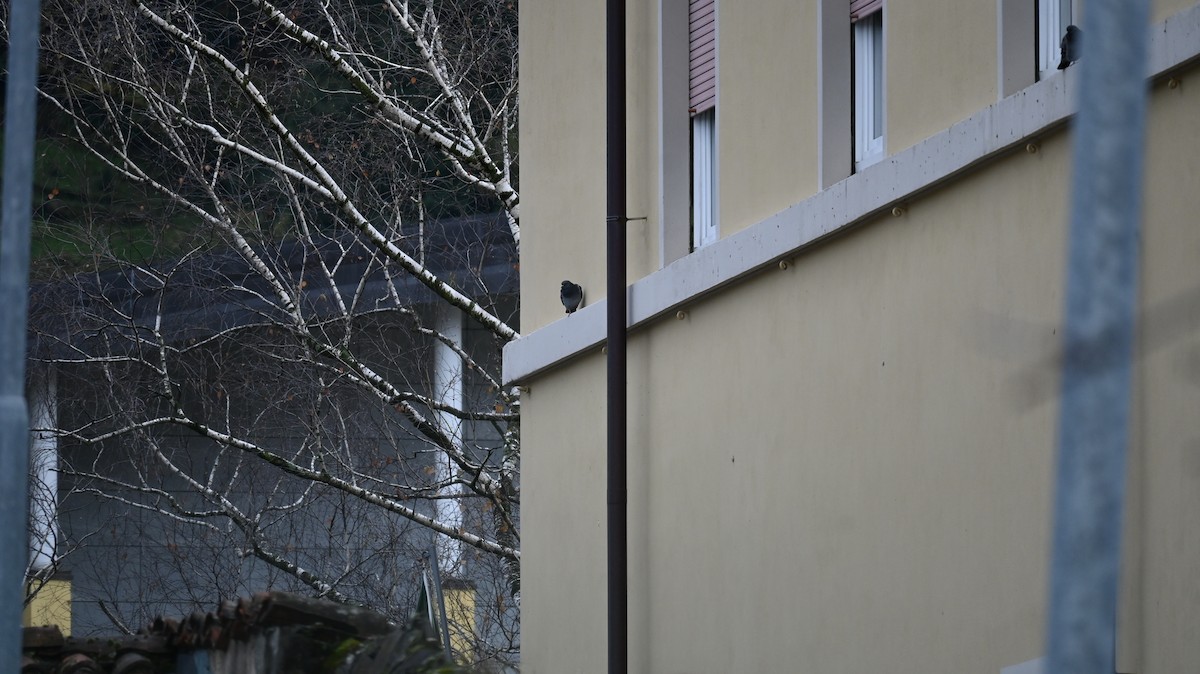 Голуб сизий (міський) - ML644626949