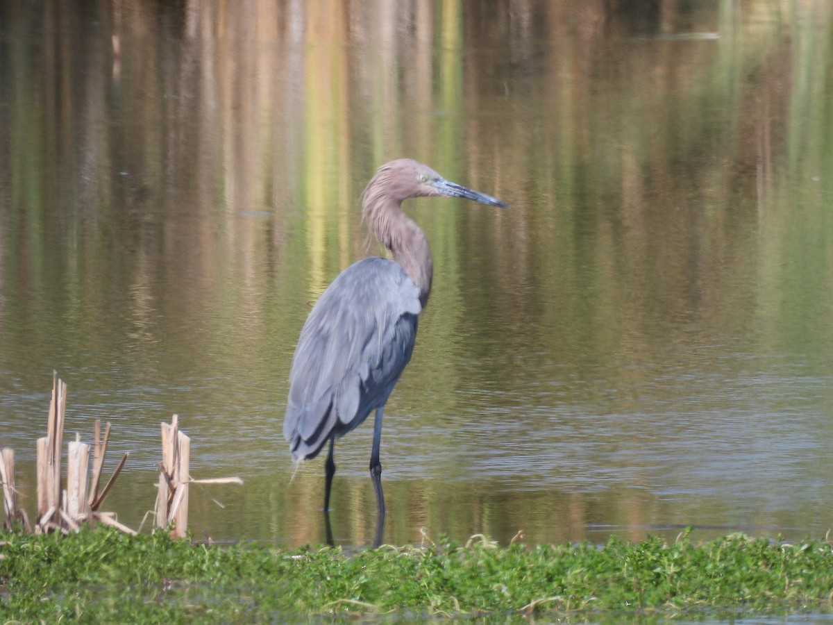 Rötelreiher - ML644626952