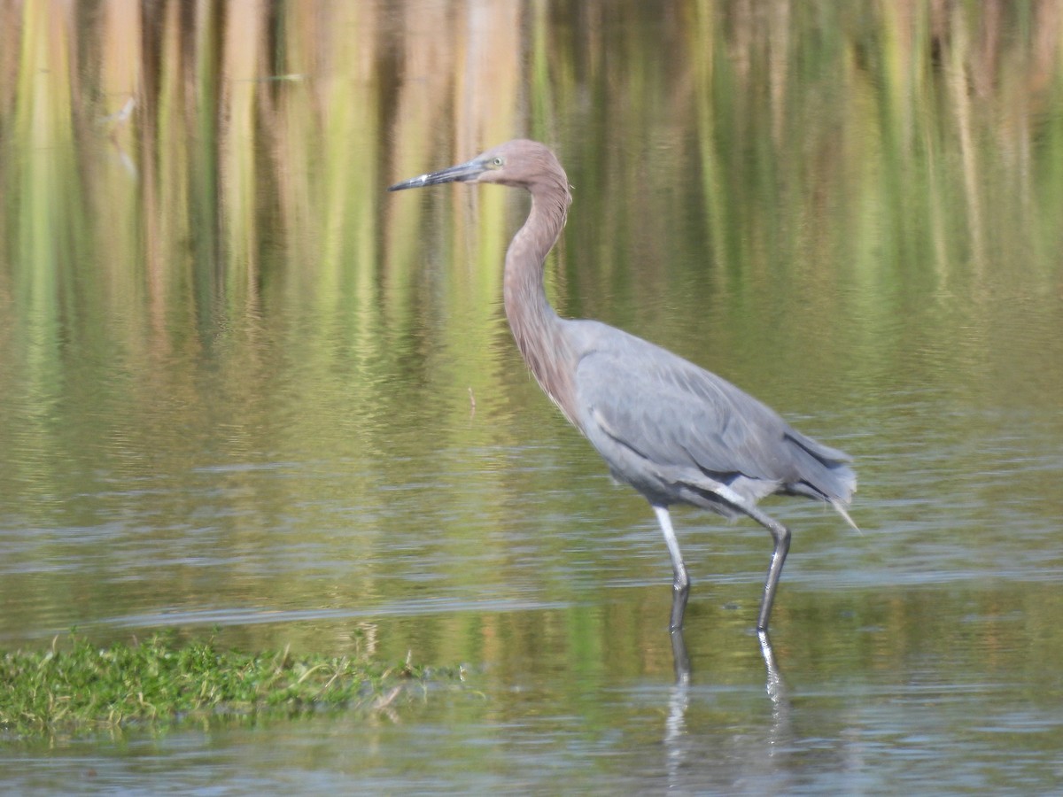 Rötelreiher - ML644626953