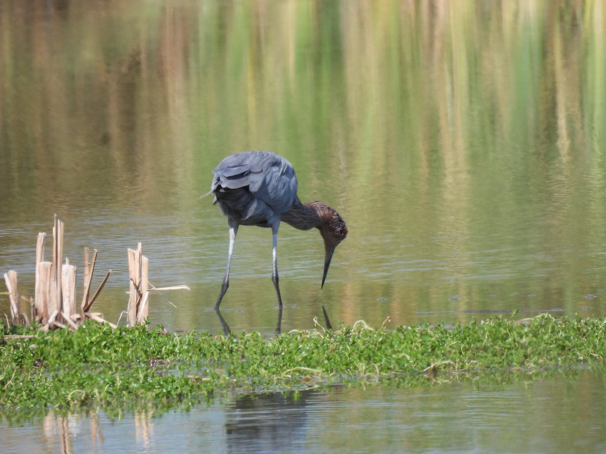 Rötelreiher - ML644626954