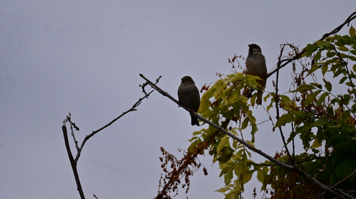 İtalyan Serçesi - ML644626956