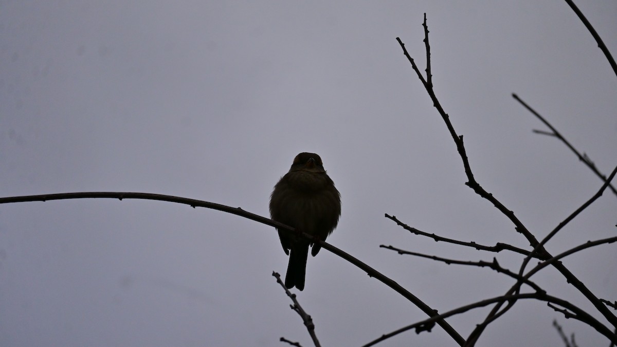 İtalyan Serçesi - ML644626957