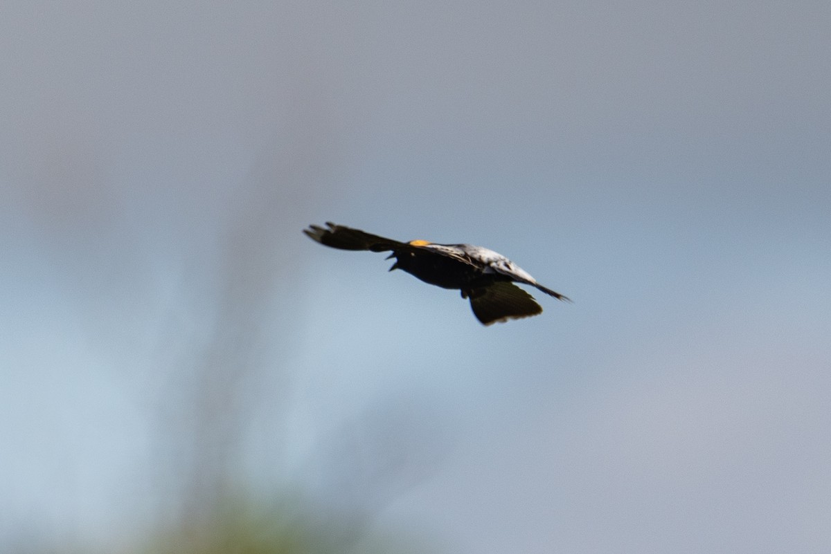 Bobolink - ML644626960