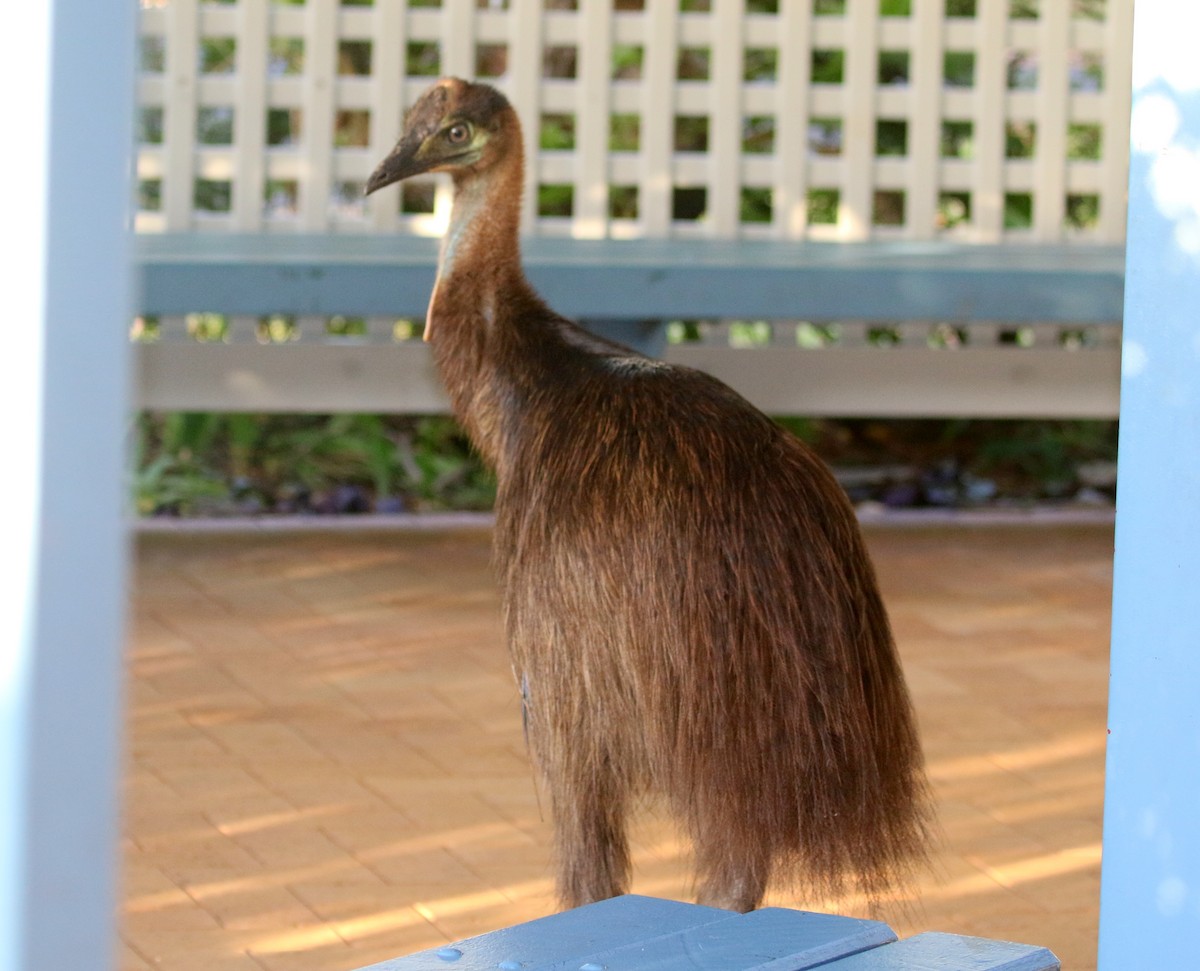 Southern Cassowary - ML644626961