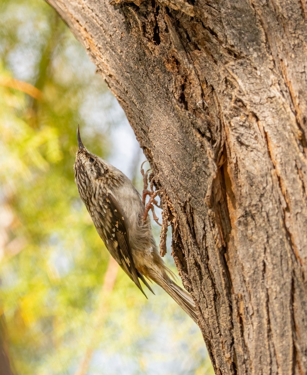 Brown Creeper - ML644626973
