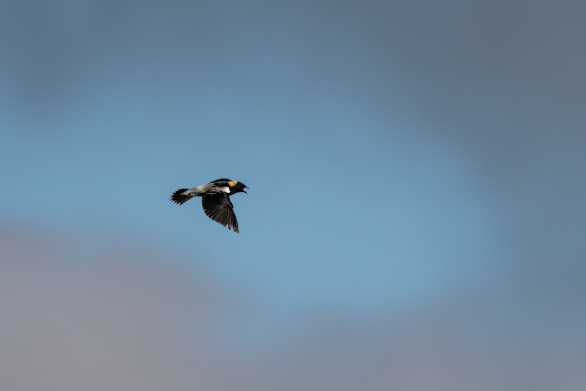 Bobolink - ML644626986