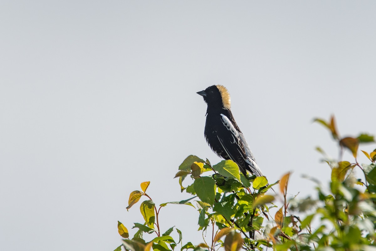 Bobolink - ML644626989