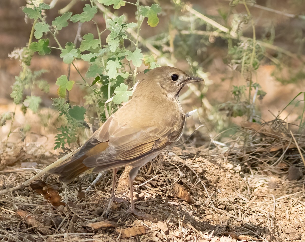 קיכלי חלוד-זנב - ML644626991