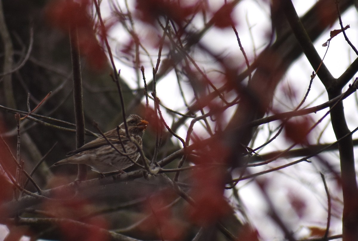 Purple Finch - ML644626994