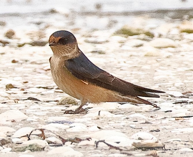 eukalyptussvale - ML644627000