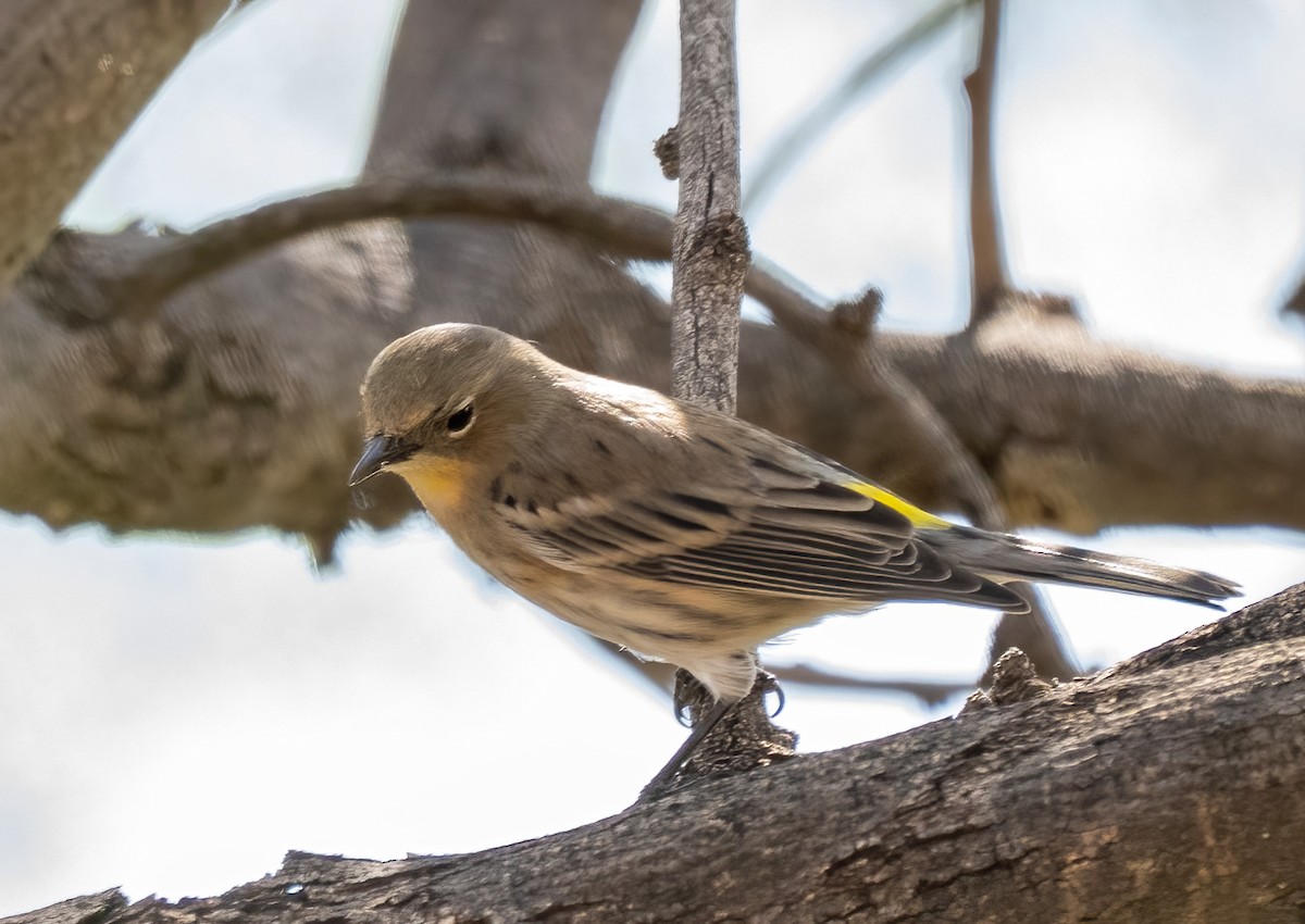 Yellow-rumped Warbler - ML644627004