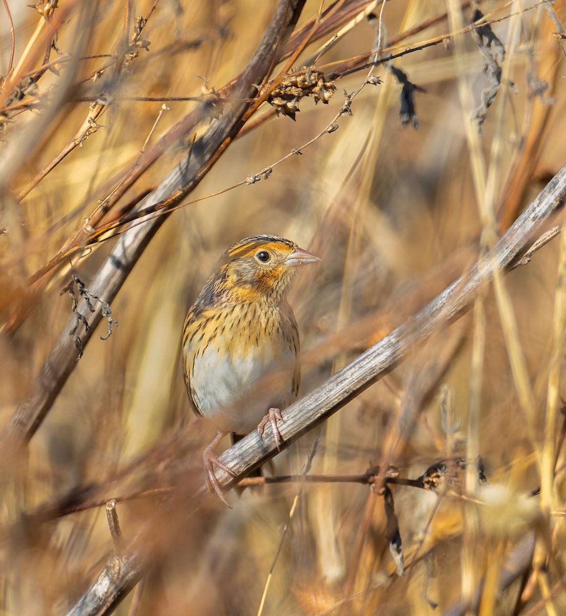 LeConte's Sparrow - ML644627012