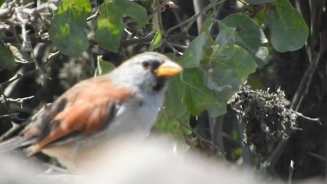 Great Inca-Finch - ML644627014