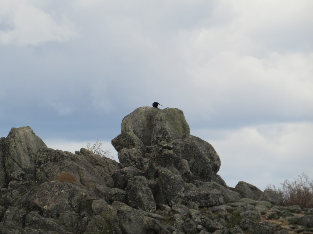 Kuzgun - ML644627015