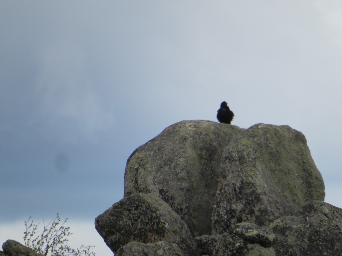 Kuzgun - ML644627016