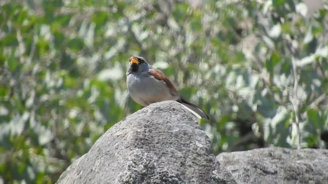 Great Inca-Finch - ML644627018
