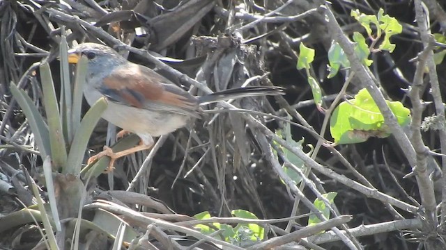 Great Inca-Finch - ML644627020