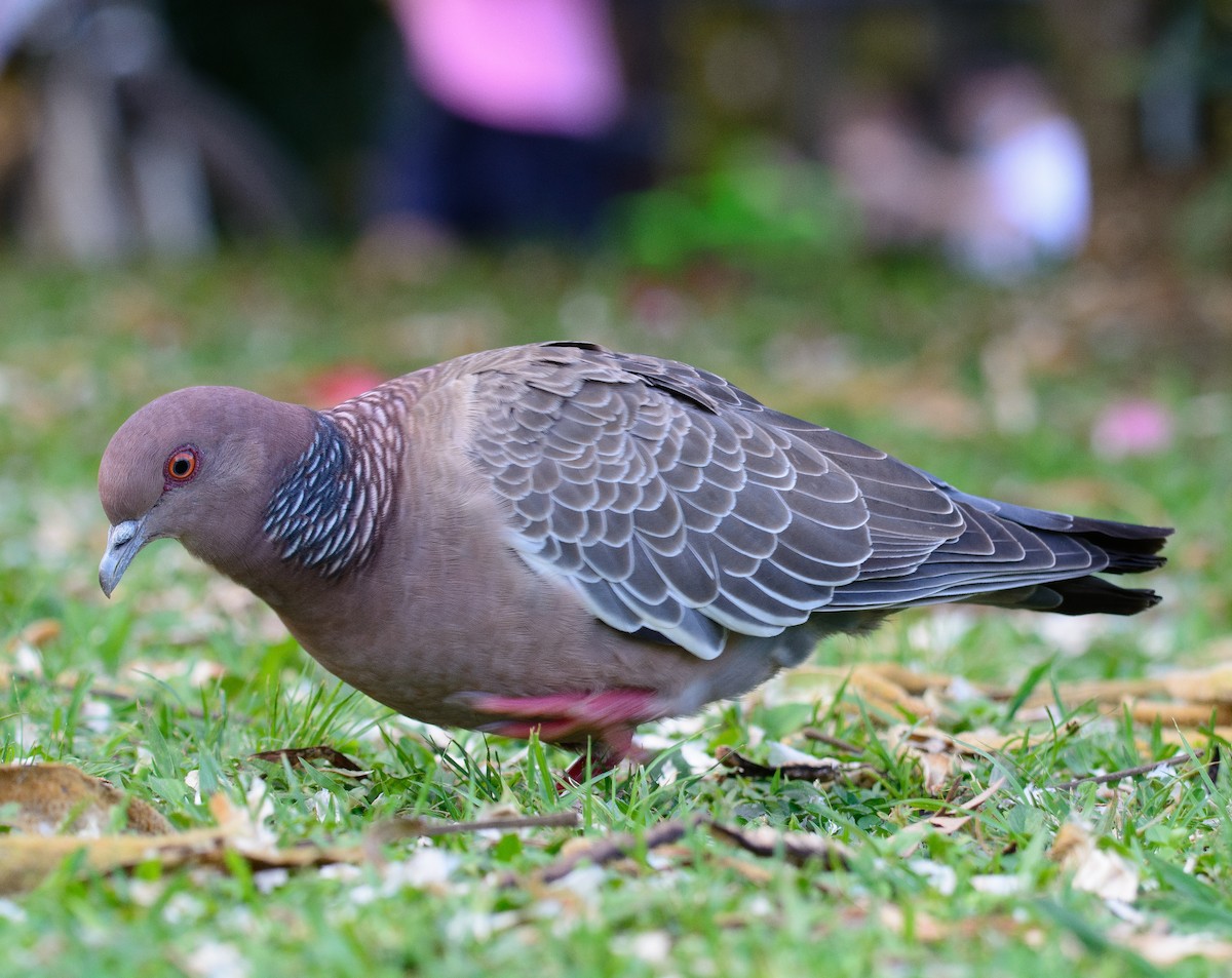 Темнохвостый голубь - ML644627024