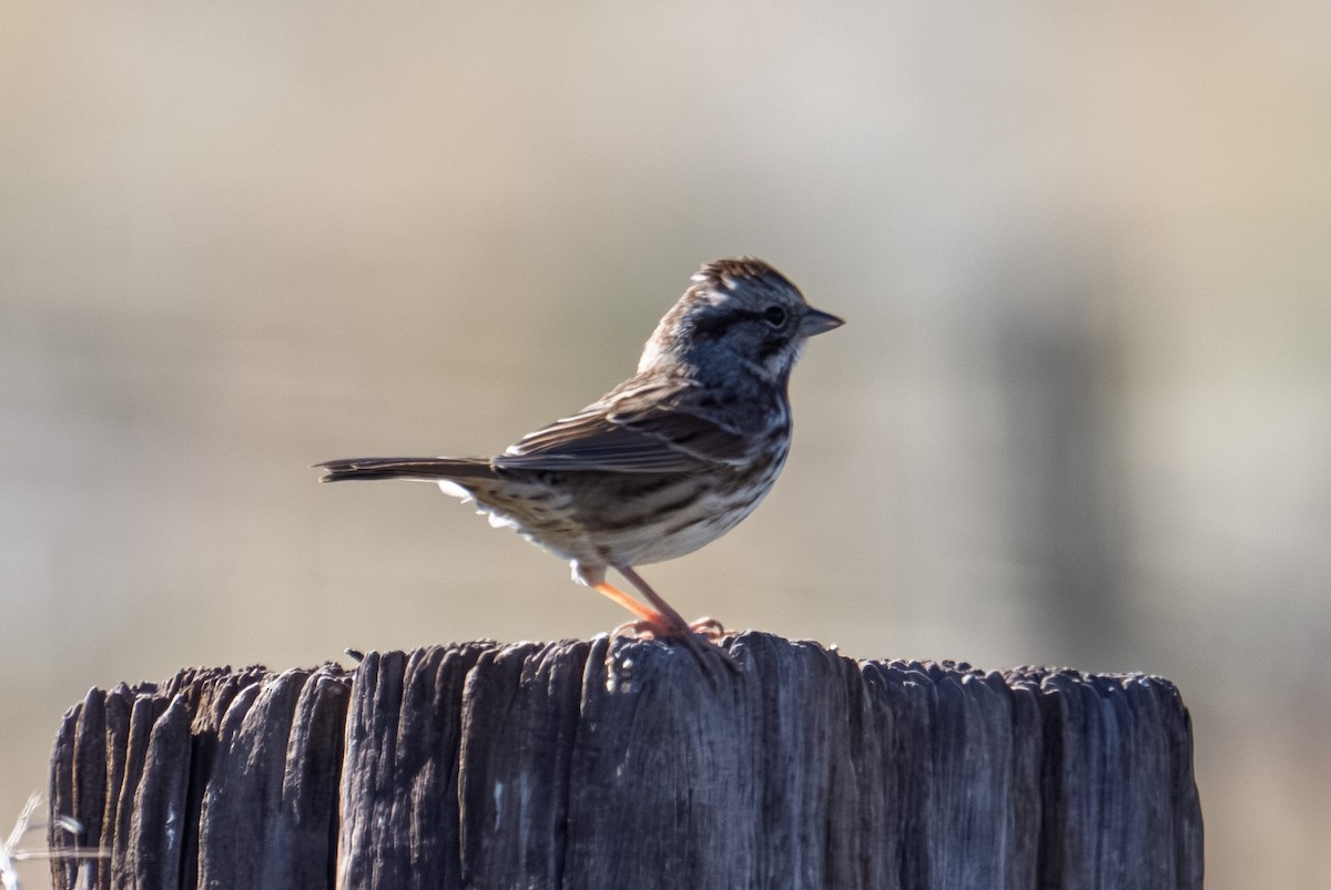 sangspurv - ML644627033