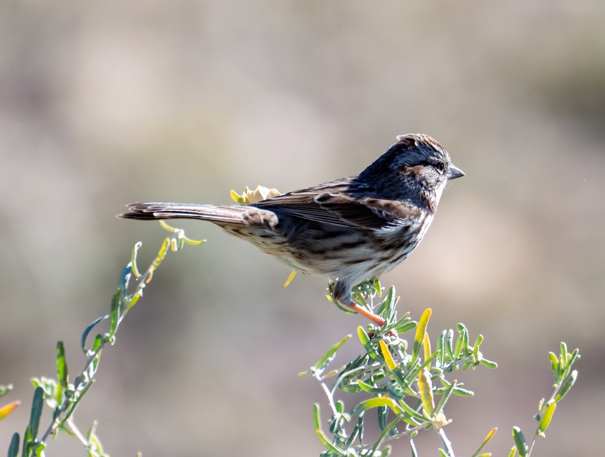 sangspurv - ML644627034