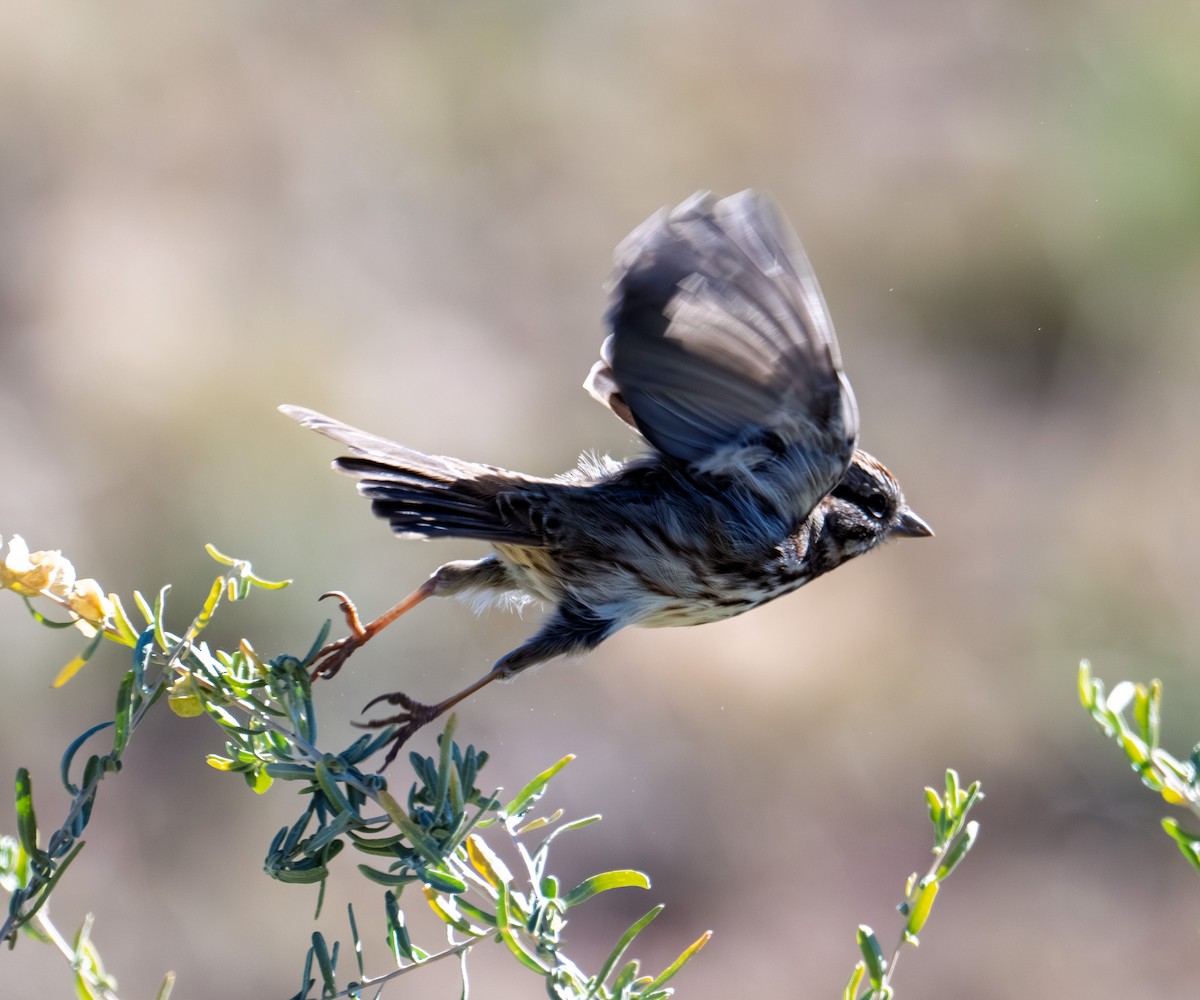 sangspurv - ML644627035