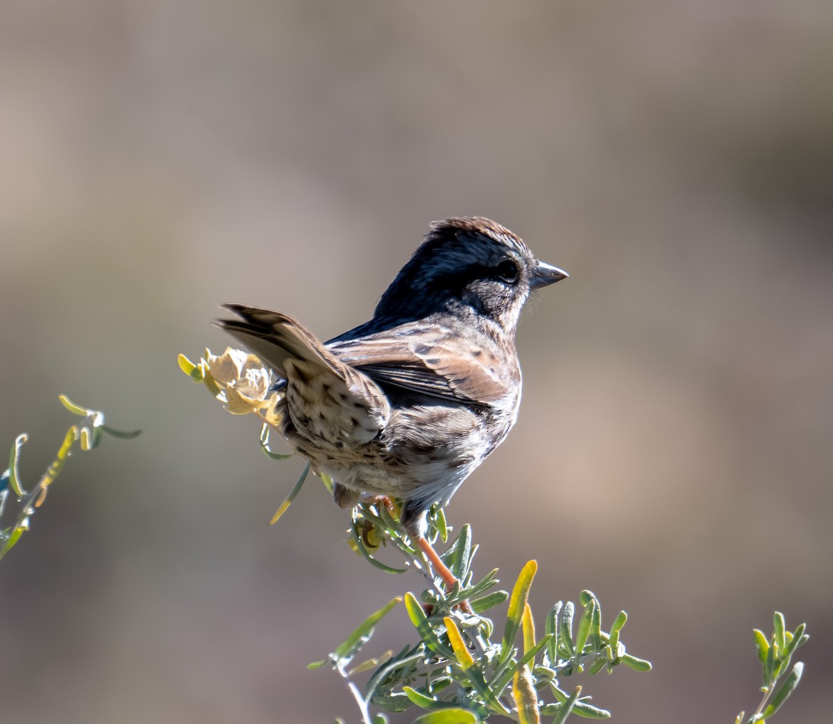 sangspurv - ML644627036