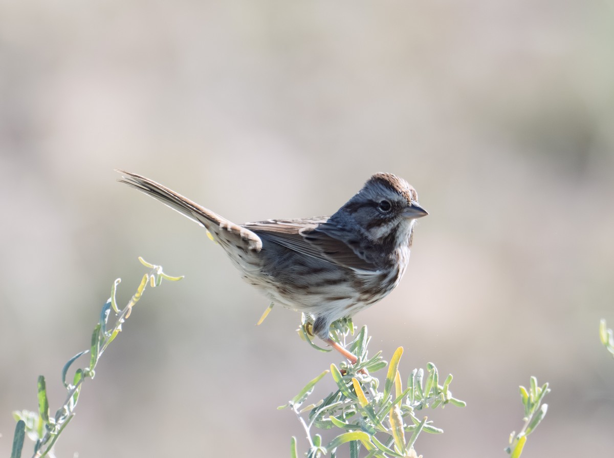 sangspurv - ML644627037