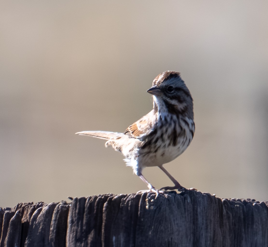 sangspurv - ML644627038