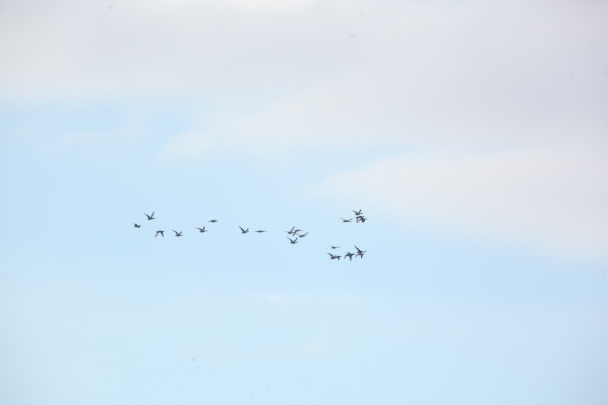 オカヨシガモ - ML644627042