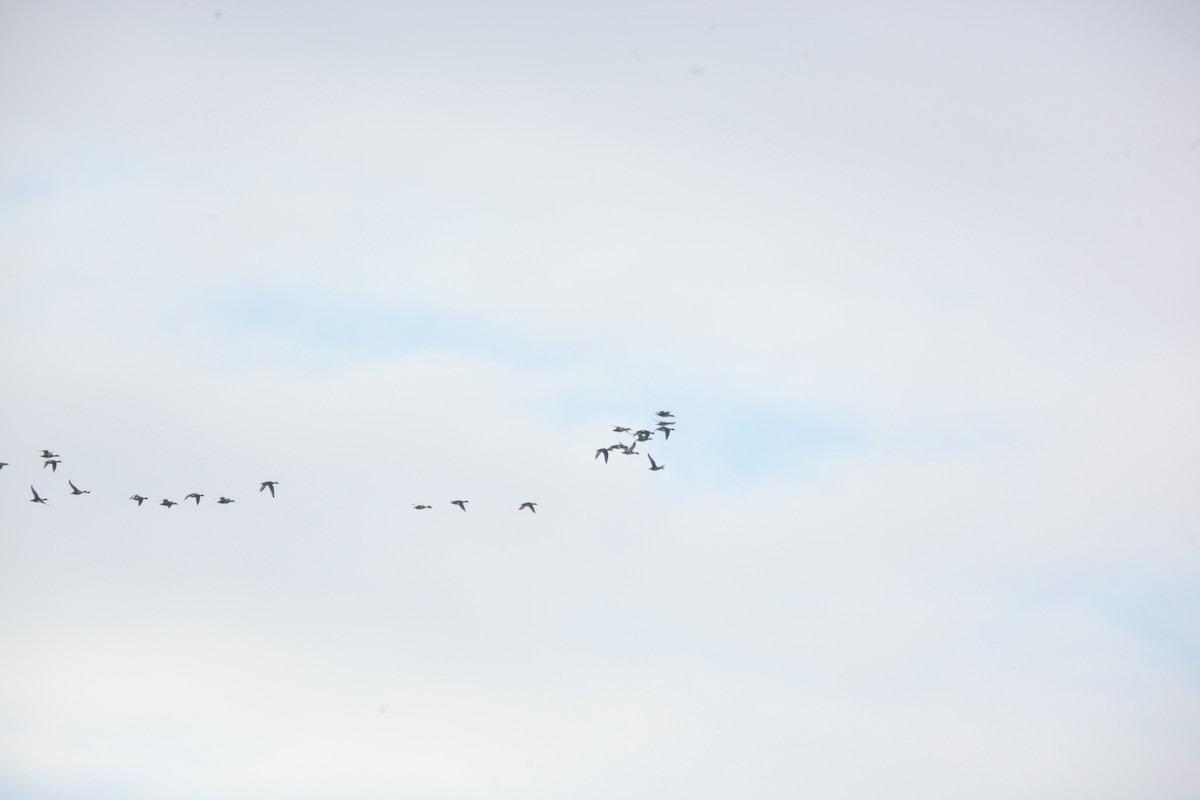 オカヨシガモ - ML644627043