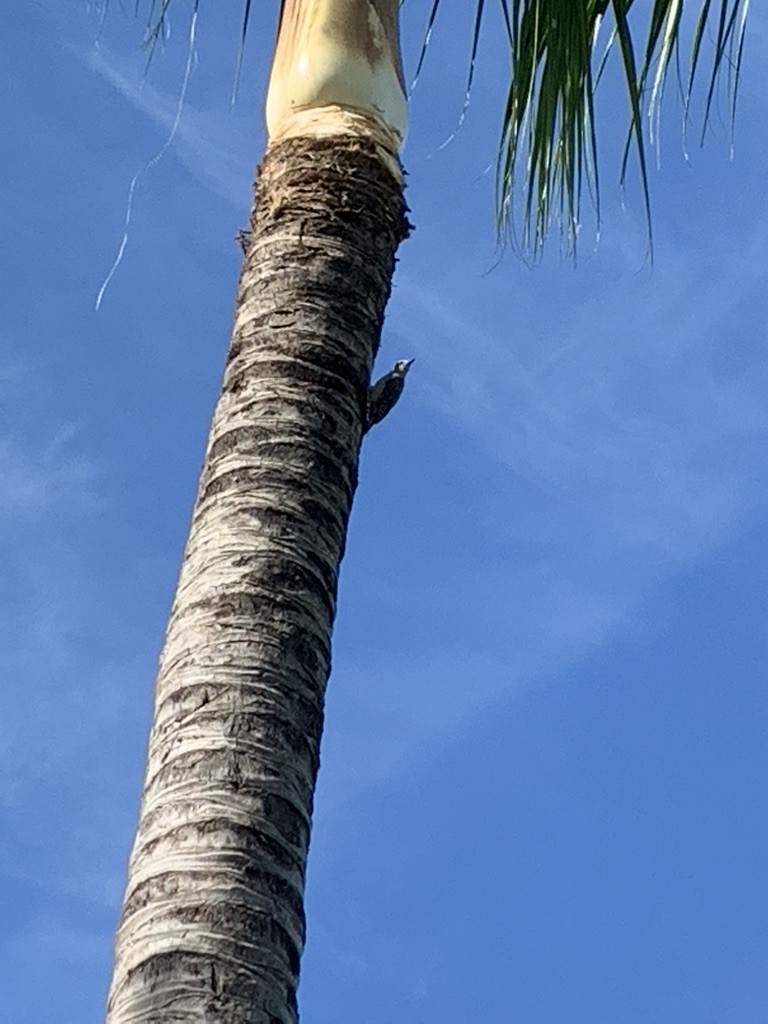 Hoffmann's Woodpecker - ML644627045