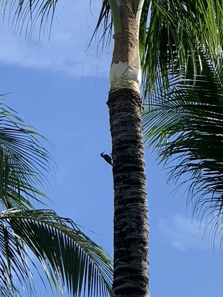 Hoffmann's Woodpecker - ML644627066